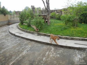 Тигр на своем мини-острове (Чехия)