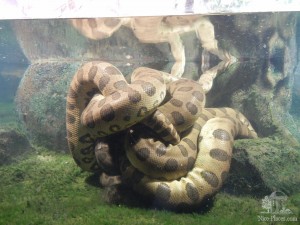 Огромная змея в павильоне "Индонезийские джунгли" (Чехия)
