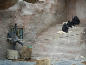 Павильон с гориллами (Чехия)