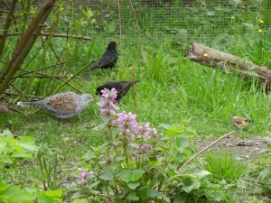Павильон с птицами, которые живут среди нас: дрозды, дикие голуби, щеглы, лазоревки и другие (Чехия)