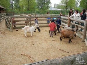 Детский дворик, где можно кормить и гладить домашних животных (Чехия)