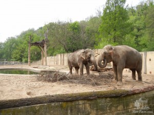 Индийские слоны в Пражском зоопарке (Чехия)