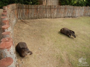 Тапиры греются на солнышке (Чехия)