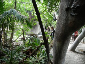 Павильон "Индонезийские джунгли". Круглый год здесь температура около 30 градусов и влажность до 80% (Чехия)