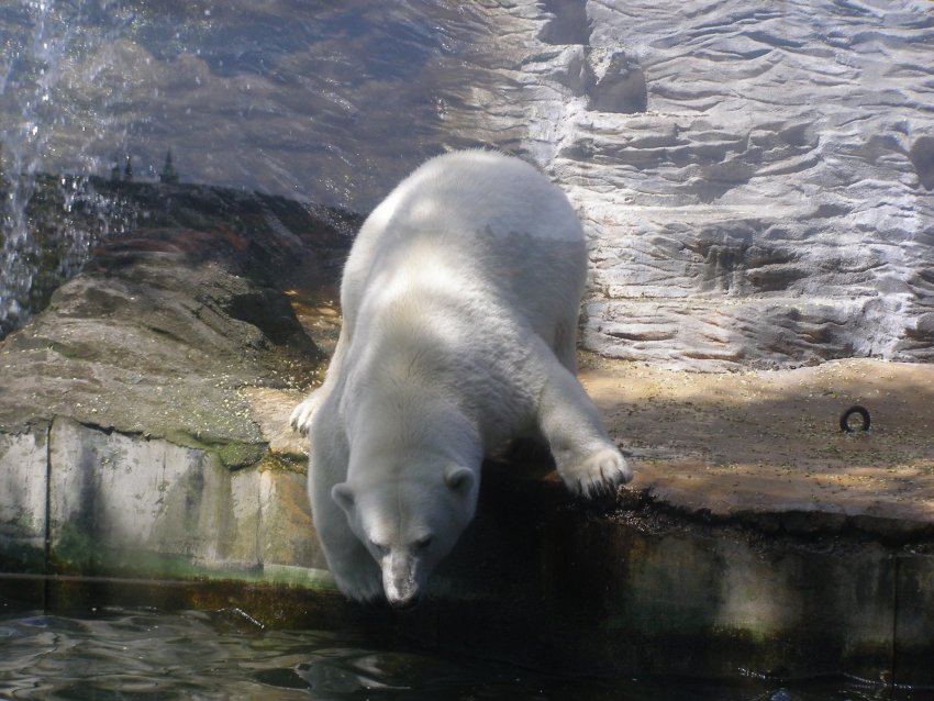 Фото достопримечательностей Чехии: Павильон с полярными медведями. Очень подвижные и забавные медведи