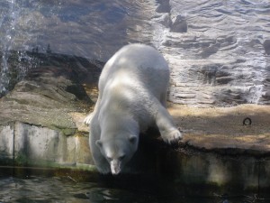 Павильон с полярными медведями. Очень подвижные и забавные медведи (Чехия)