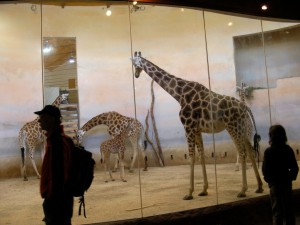 В холодное время года жирафы живут в закрытых павильонах (Чехия)