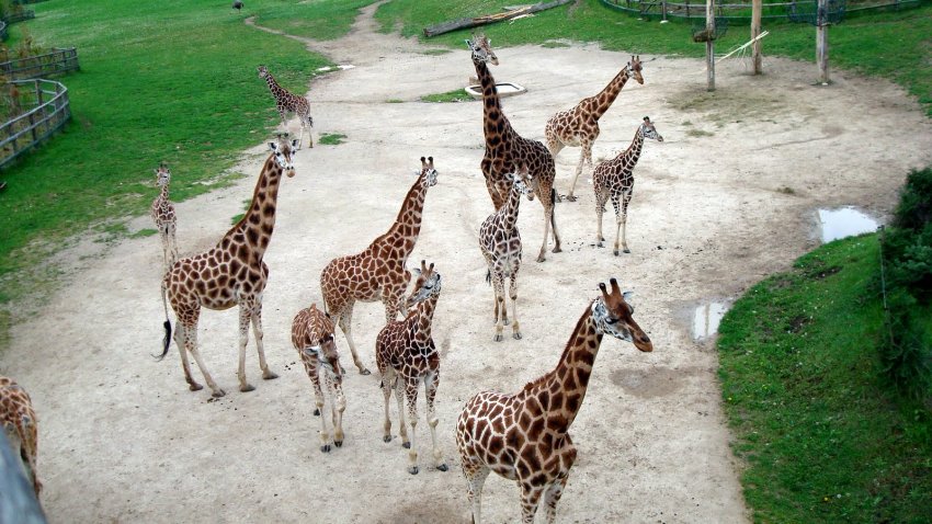 Фото достопримечательностей Чехии: Жирафов в Пражском зоопарке много, ведь каждый год они приносят потомство