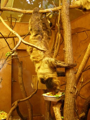 Ленивец обедает (Чехия)
