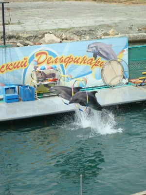 Дельфинарий в Анапе (Кавказ и Черноморское побережье)