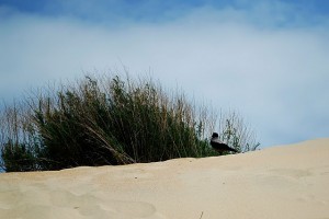 Песчаные дюны (Кавказ и Черноморское побережье)
