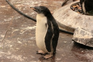 Пингвин - обитатель Эдинбургского зоопарка (Великобритания (Англия))