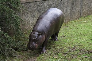 Маленький бегемот в Эдинбургском зоопарке (Великобритания (Англия))