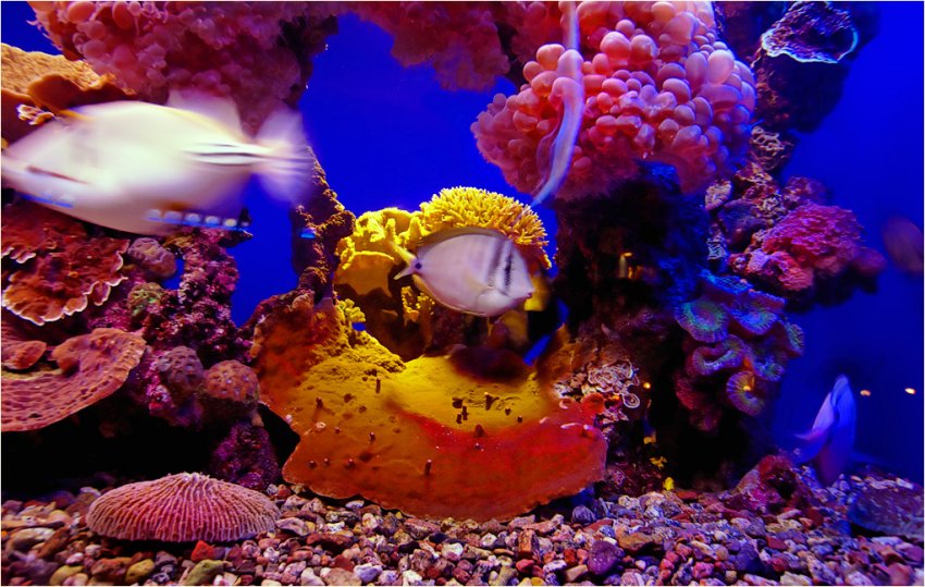 Фото достопримечательностей Израиля: Подводный мир Красного моря,открывающийся посетителям "Марина-Парка"