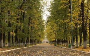 Старая аллея посреди усадьбы Студенец (Москва и Подмосковье)