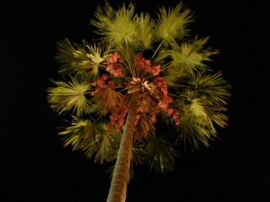 Тропическая пальма во время цветения (Тайланд)