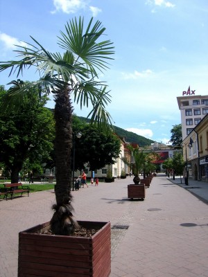 Пальмовая аллея в Тренчанских Теплицах (Словакия)