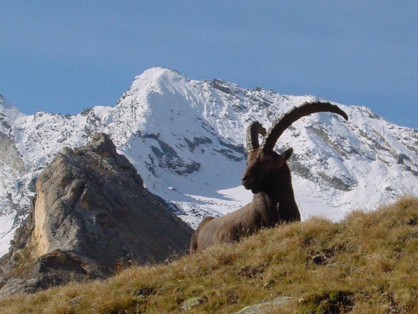 Фото достопримечательностей Франции: Альпийский горный козел в национальном парке Вануаз