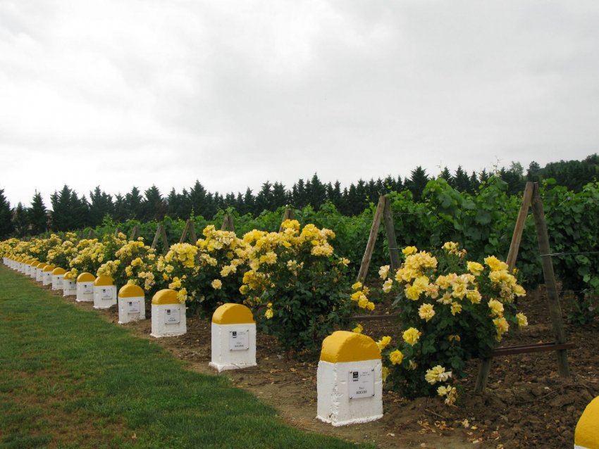 Фото достопримечательностей Франции: Виноградники Шапмани. От суровых зимних ветров их охраняют хвойные посадки