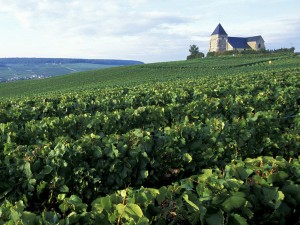 Виноградники в городе Эперне &#201;pernay (Франция)