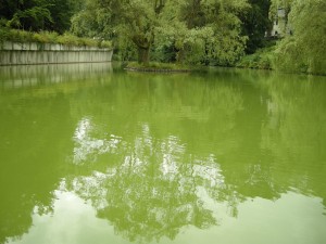 Озеро с зеленой водой. Оттенок водоема объясняется необычным минеральным составом местных вод. (Чехия)