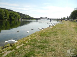 На набережной реки Ваг обнаружилось более 45 лебедей (Словакия)