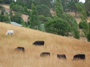 Черные быки пасутся в национальном заповеднике Франции Камарг (Франция)