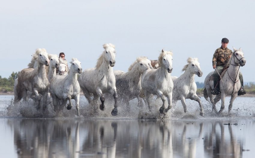 Фото достопримечательностей Франции: Белые камаргские лошади в национальном парке Камарг