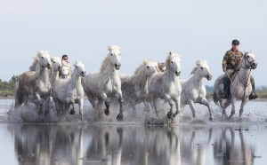 Белые камаргские лошади в национальном парке Камарг (Франция)