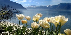 Тюльпаны на берегу Женевского озера (Швейцария)