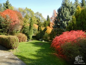 В саду собраны вечнозеленые и листопадные деревья со всех уголков земли (Словакия)