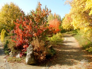 Золотая осень в братиславском ботаническом саду (Словакия)