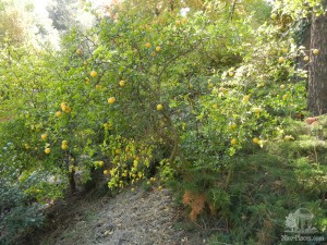 Дикий лимон - плоды красивые, но практически несъедобные (Словакия)