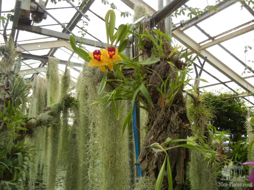 Фото достопримечательностей Словакии: В этой оранжерее находятся водные тропические и субтропические растения, а также орхидеи и другие экзотические цветы