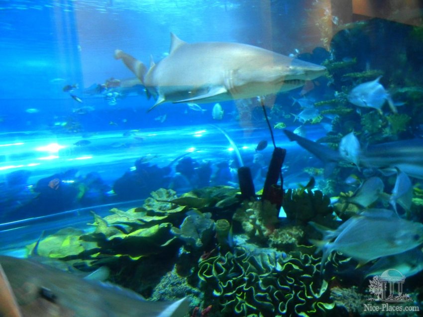 Фото достопримечательностей Будапешта: Аквариум с акулами и скатами в будапештском Океанариуме. Люди на заднем плане находятся в тоннеле аквариума
