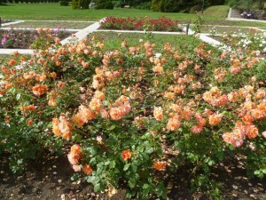 Тысячи кустов роз в кисловодском курортном парке (Кавказ и Черноморское побережье)