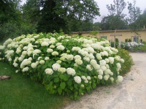 Парк замка Геделле (Венгрия)