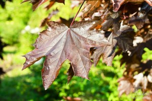 Деревья с красными листьями – гордость парка Беккера. Клены и буки сохраняют красный цвет в ходе всего лета и осени. (Европейская часть России)