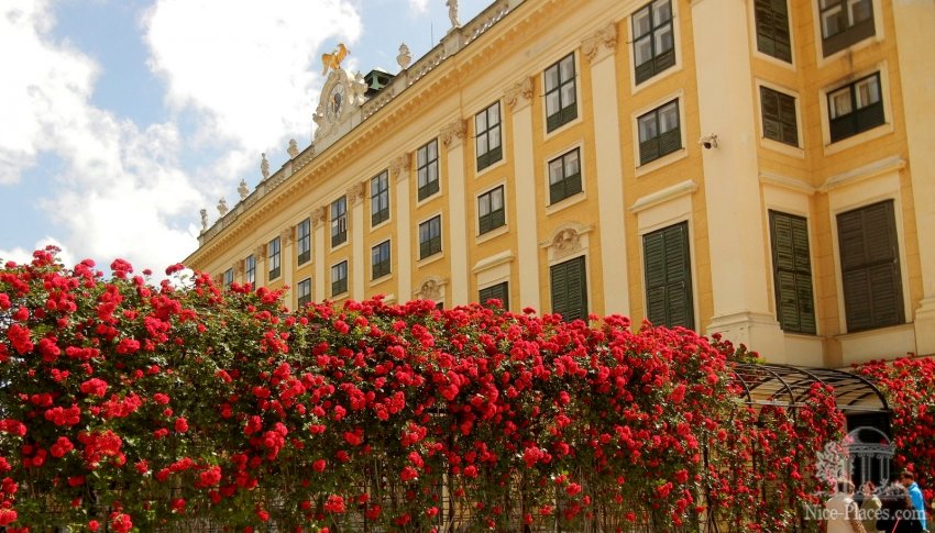 Фото достопримечательностей Вены: Боковой фасад дворца Шенбрунн на фоне арки из цветущих роз