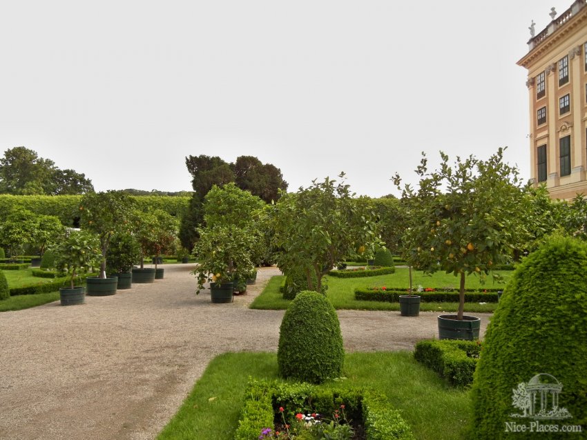 Фото достопримечательностей Вены: Сад принца Рудольфа с цитрусовыми деревьями