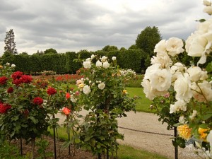 Сад-розарий в Шенбрунне, каких только роз тут нет (Вена)