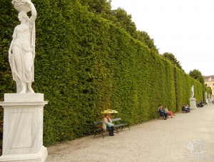 Стена из деревьев, красота (Вена)