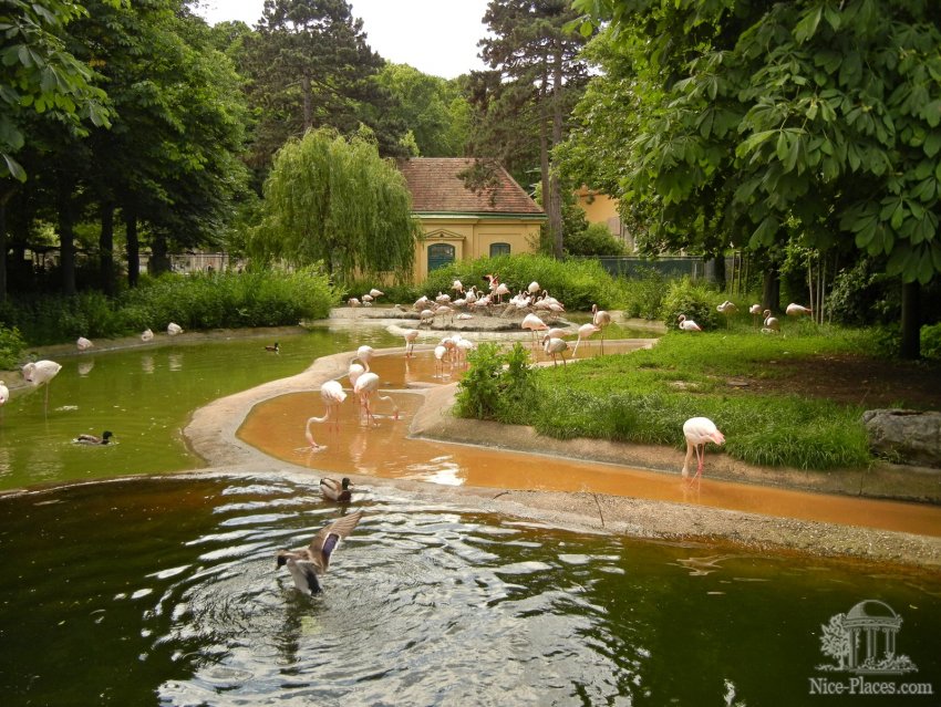 Фото достопримечательностей Вены: Розовые фламинго в Шонбруннском зоопарке