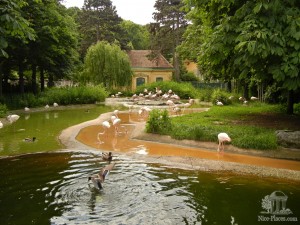 Розовые фламинго в Шонбруннском зоопарке (Вена)