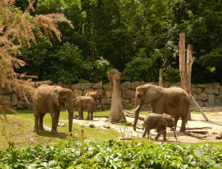 Фото достопримечательностей Вены: Слоны со слонятами в зоопарке Шонбрунна