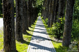 Аллея древних деревьев у поселка Рыбачий, более сорока километров от города Зеленоградск. Это один из перевалочных пунктов путешествия по Куршской косе (Европейская часть России)