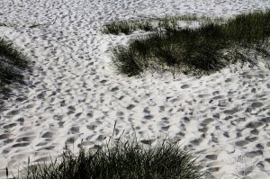 Так выглядит песок у основания дюны Эфа Куршской косы. (Европейская часть России)