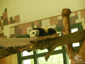 Павильон с большими пандами