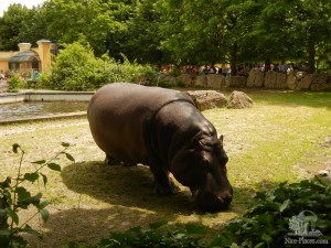 Бегемот - один из самых эффектных обитателей Венского зоопарка