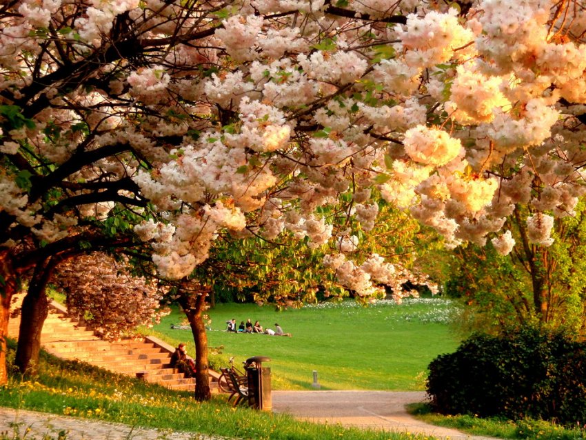 Фото достопримечательностей Германии: Цветение сакуры в городском парке Фрайбурга (Seepark)